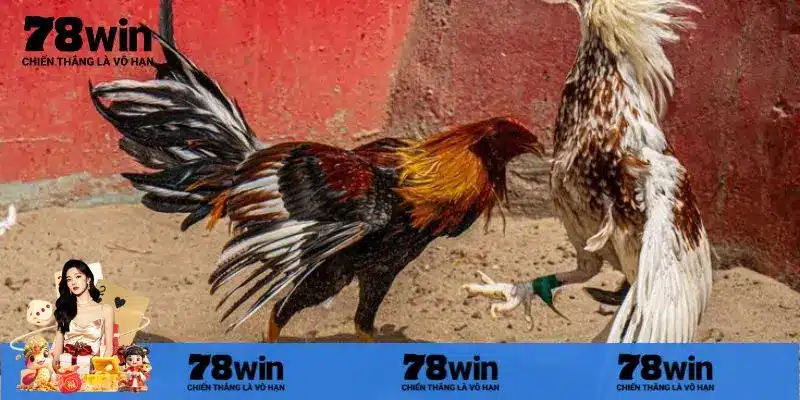 Giới thiệu một số điểm trực tiếp đá gà Campuchia