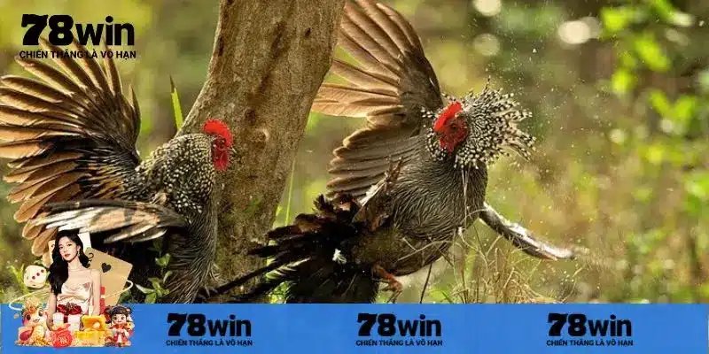 Khái niệm về đá gà trực tiếp bình luận viên