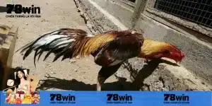 Lợi ích nổi bật của đá gà trực tiếp bình luận viên