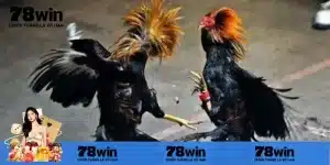 Một số các ưu điểm nổi trội tham gia đá gà trực tiếp