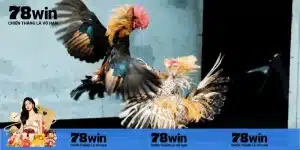 Tại sao đá gà trực tiếp casino lại được ưa chuộng?